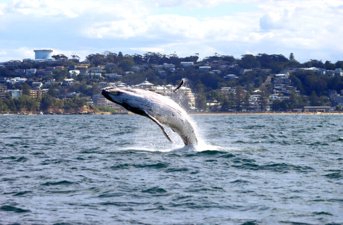 Central Coast whales