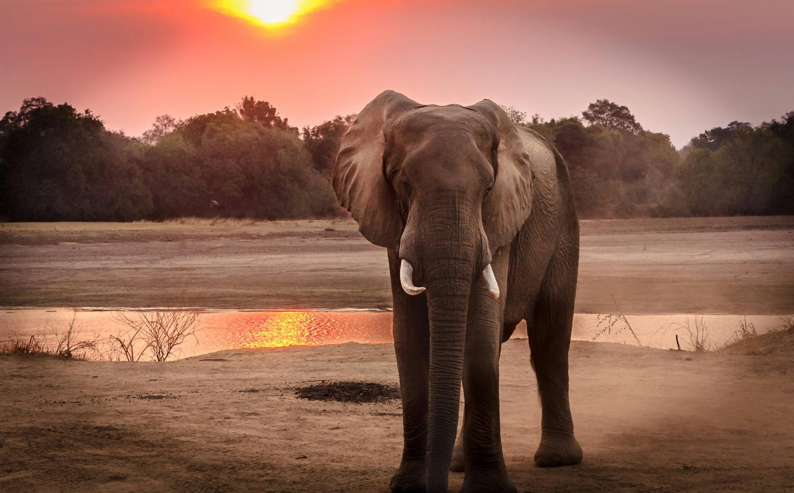 elephant