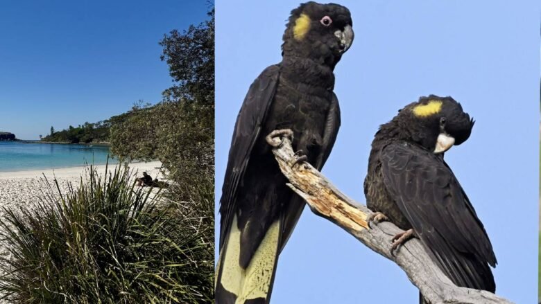 Murray's beach and black cockatoos