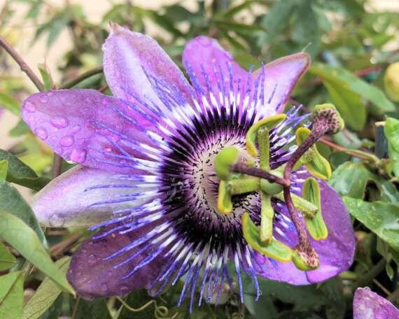 Passionflower for anxiety