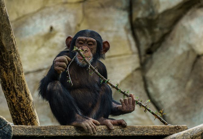 A young chimpanzee sitting and holding a leafy branch in a zoo environment.