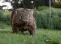 wombats