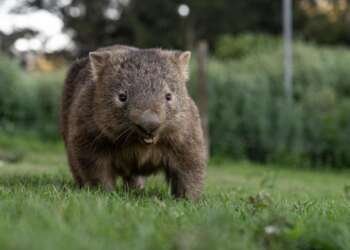 wombats