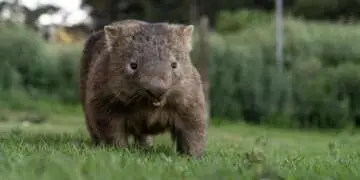 wombats