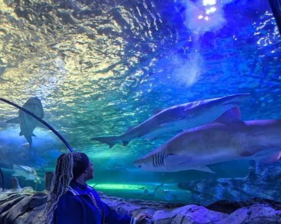 Sydney Aquarium 