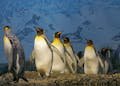 King penguins standing together, showcasing their natural habitat in a snowy landscape.