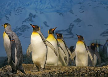 King penguins standing together, showcasing their natural habitat in a snowy landscape.