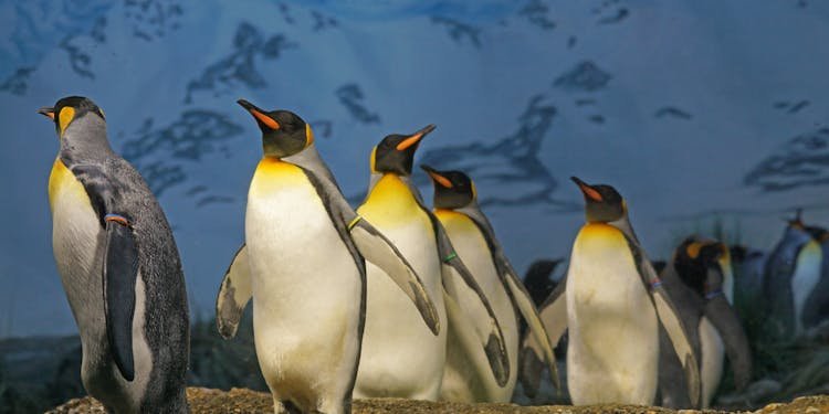 King penguins standing together, showcasing their natural habitat in a snowy landscape.