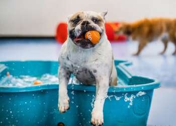 Travelling without pets