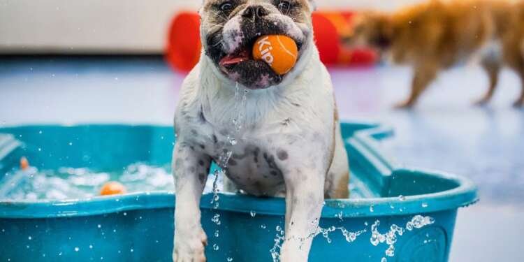 Travelling without pets