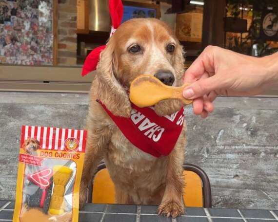 International Pet Day Chargrill Charlie's