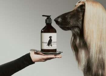 International Pet Day Aesop