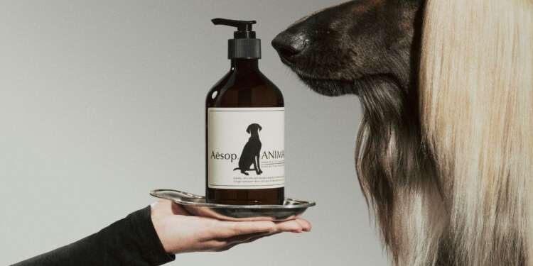 International Pet Day Aesop