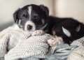 Pet adoption