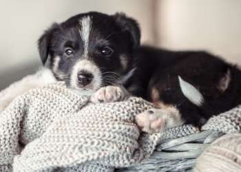 Pet adoption