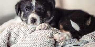 Pet adoption