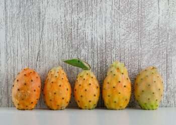 Prickly pear in hair care