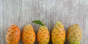 Prickly pear in hair care