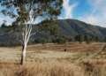 All-Hybrid Mazda CX-80 Warrumbungles and Mudgee road trip