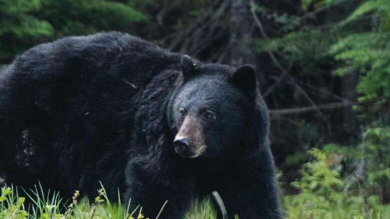 Whistler wildlife