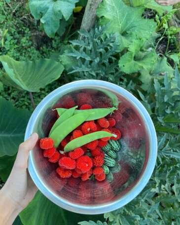 food forest and regenerative farming