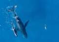 Novotel and WWF