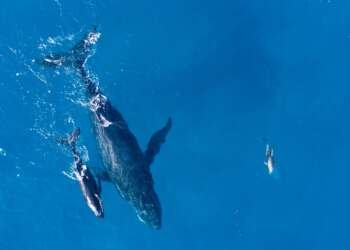 Novotel and WWF
