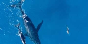 Novotel and WWF