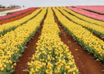 Tulips