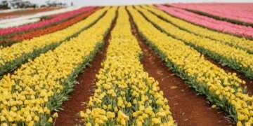 Tulips