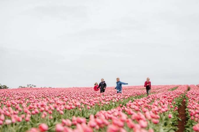 Table Cape Tulip-Farm. CREDIT: Tourism-Australia
